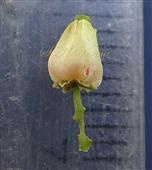 Floral bud